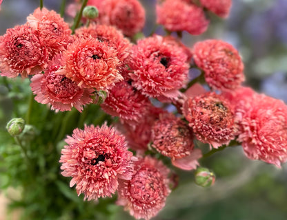 Romance Poodle Ramila Ranunculus