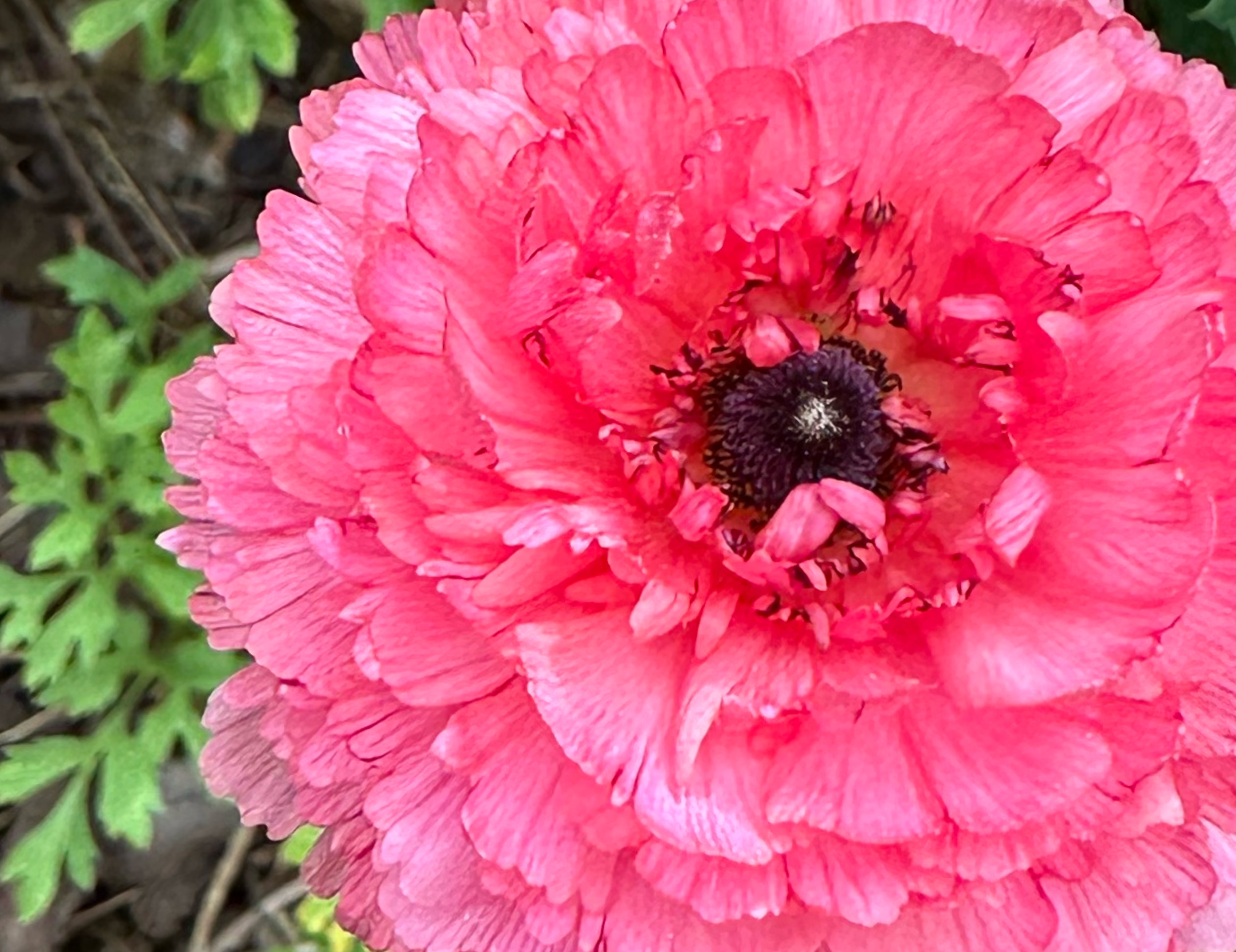 Romance Poodle Ramila Ranunculus