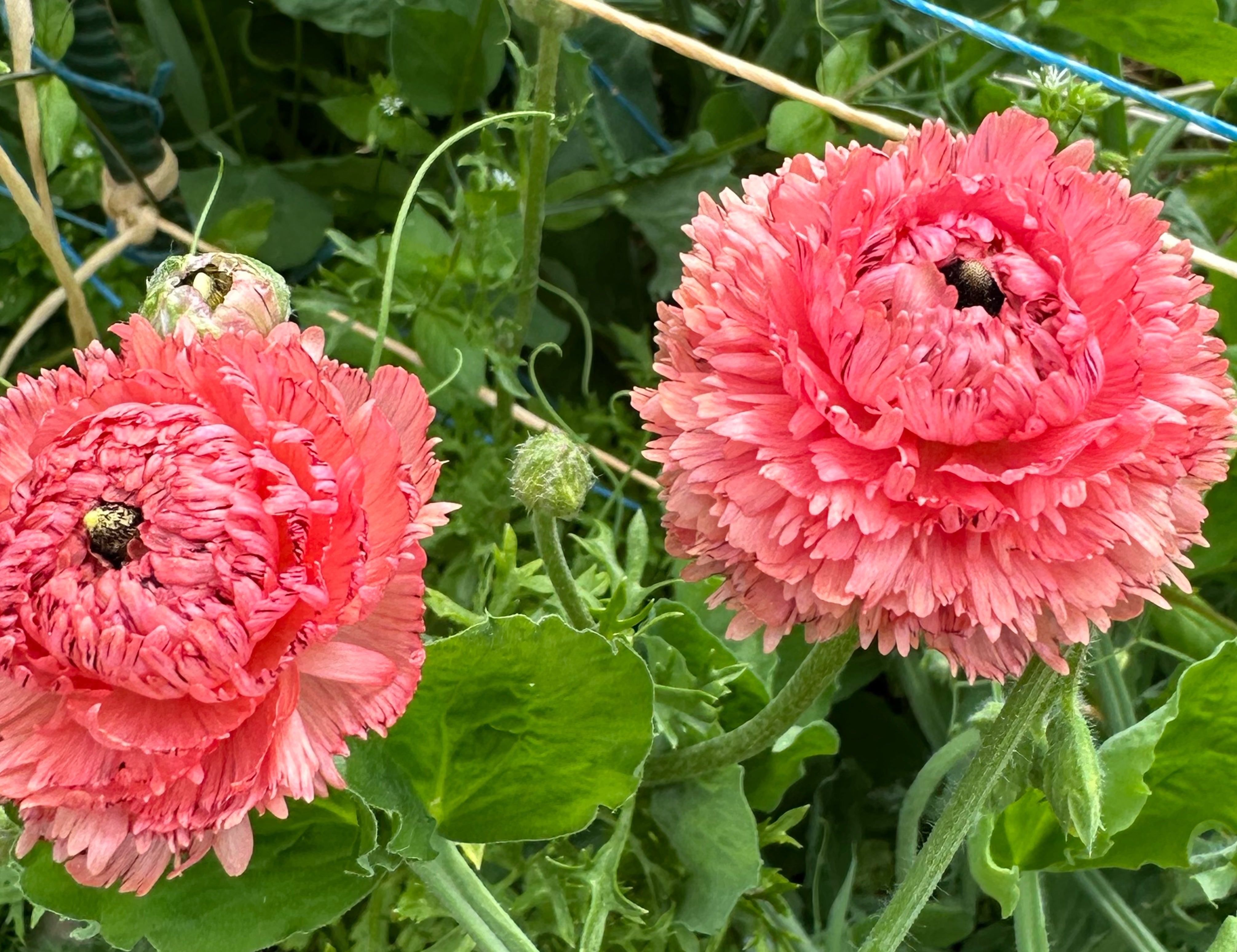 Romance Poodle Ramila Ranunculus