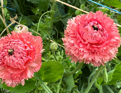 Romance Poodle Ramila Ranunculus