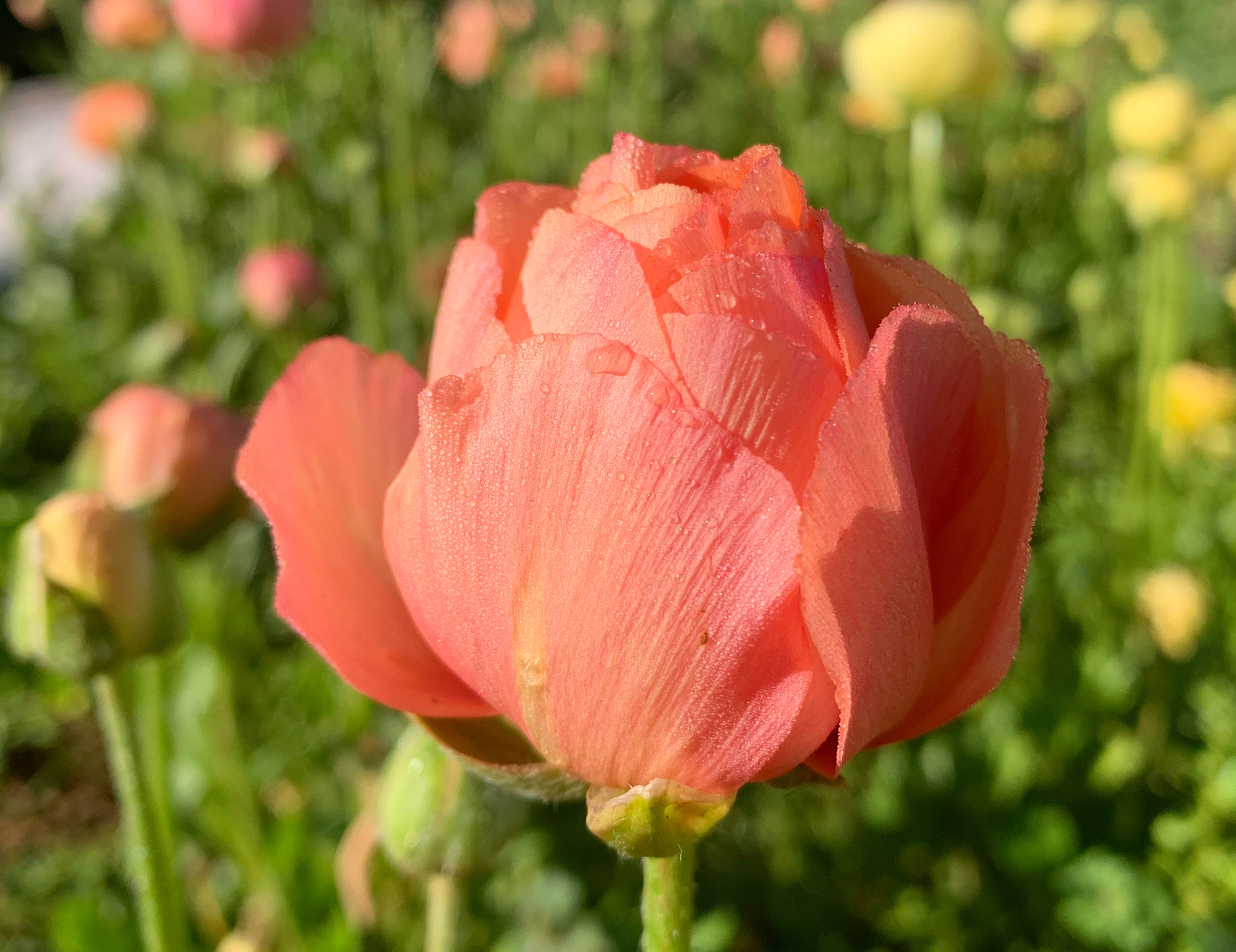 La Belle Champagne Ranunculus