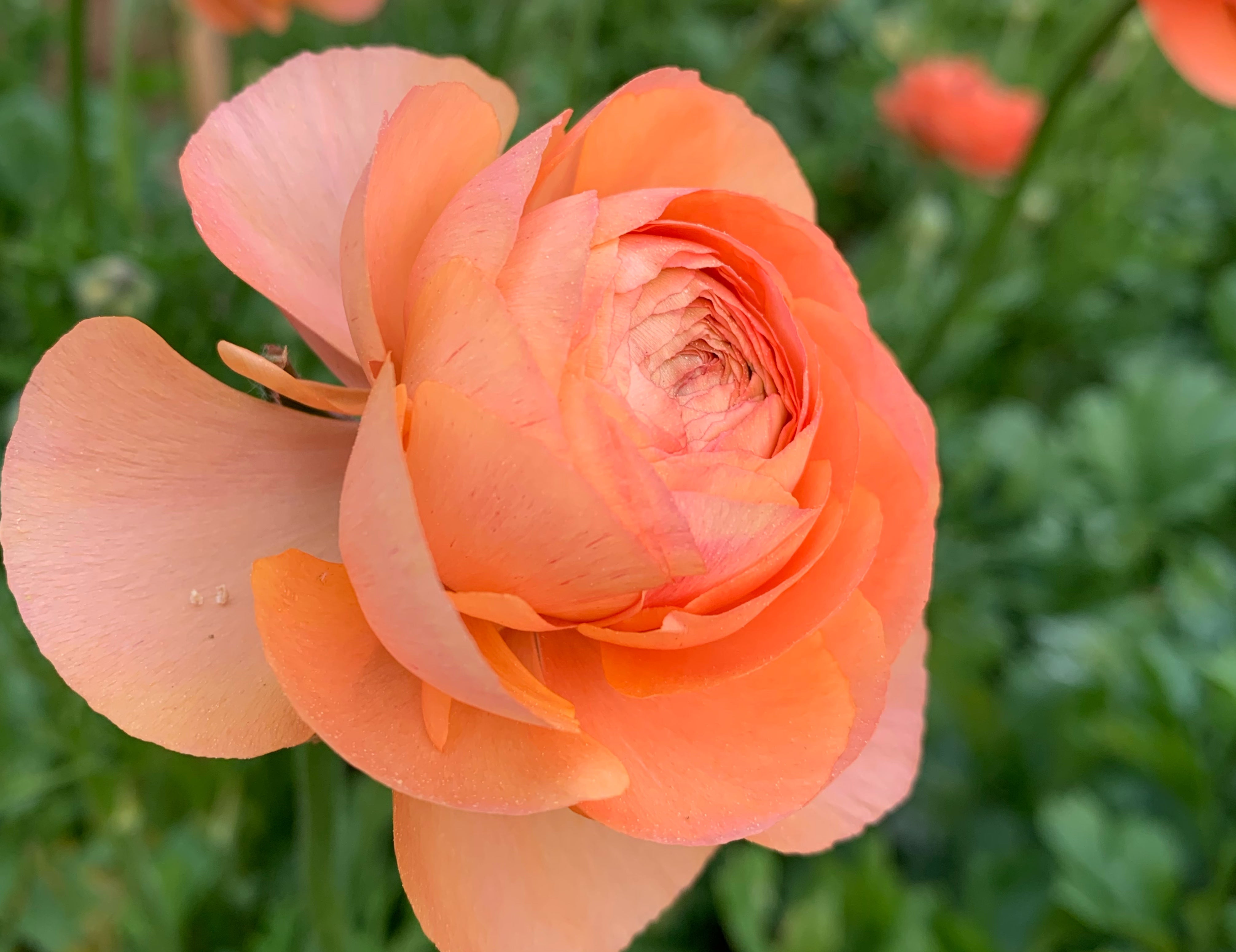 La Belle Champagne Ranunculus