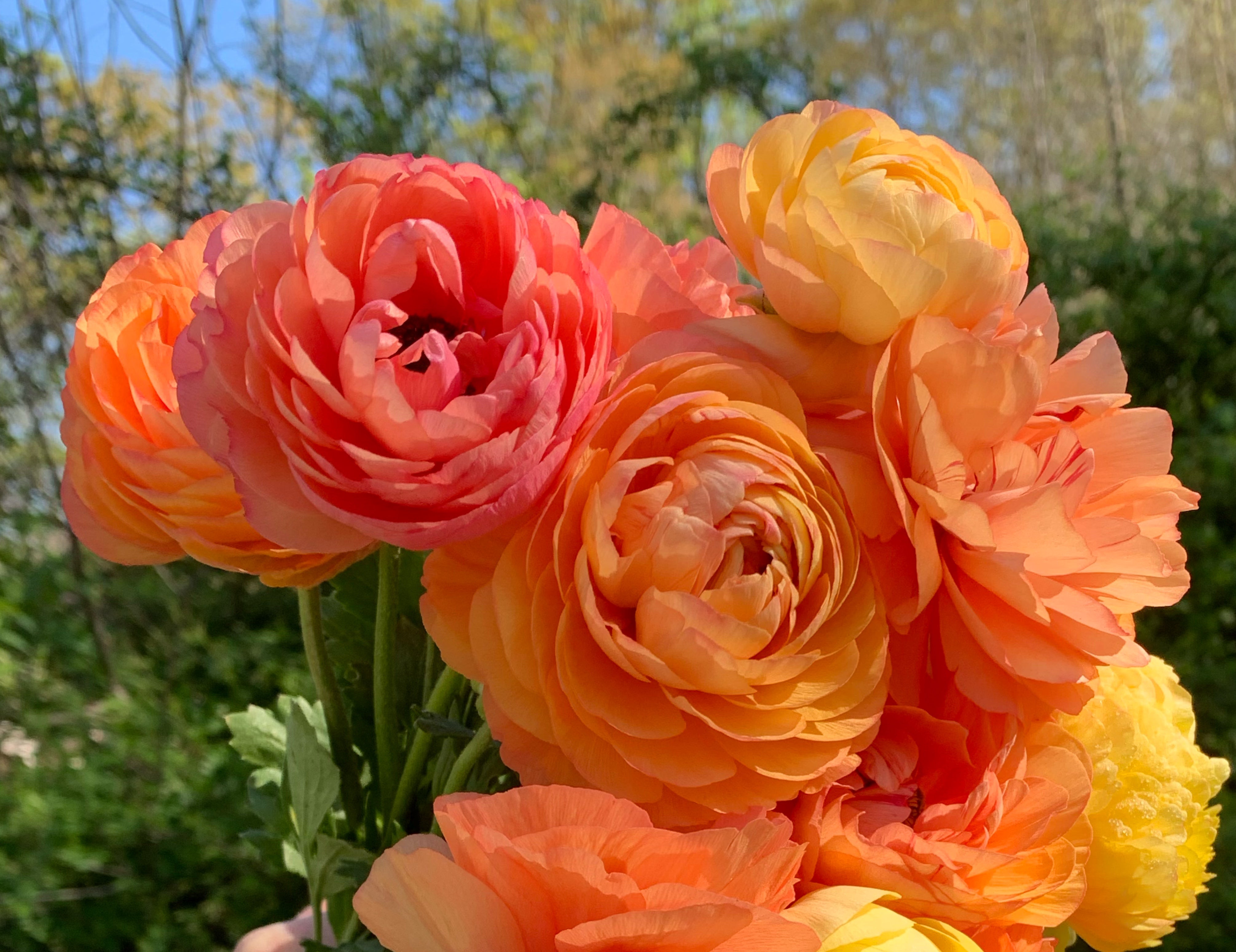 La Belle Champagne Ranunculus