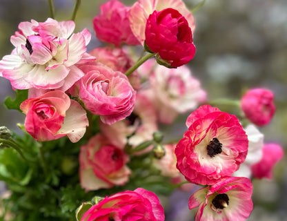 Picotee Mix Tecolote Ranunculus