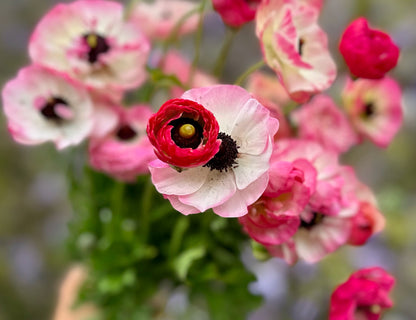 Picotee Mix Tecolote Ranunculus