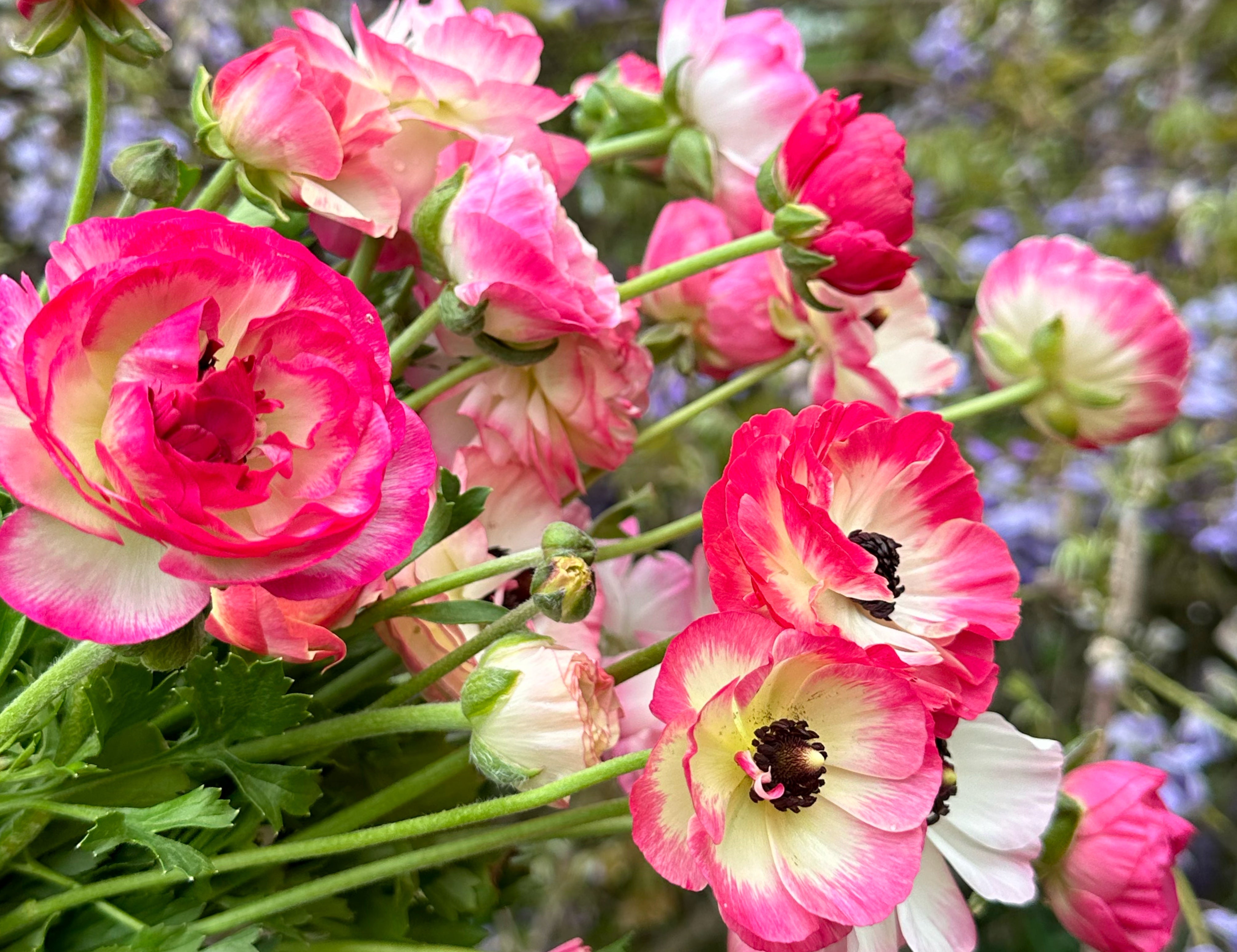Picotee Mix Tecolote Ranunculus