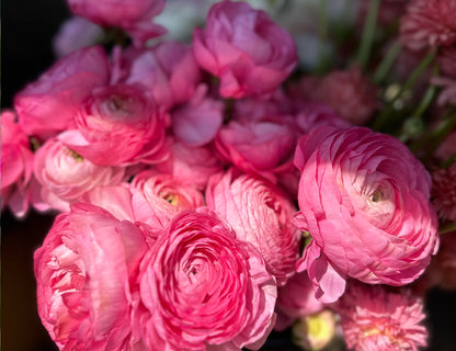 Elegance Dolce Vita Ranunculus