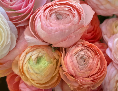 Elegance Dolce Vita Ranunculus