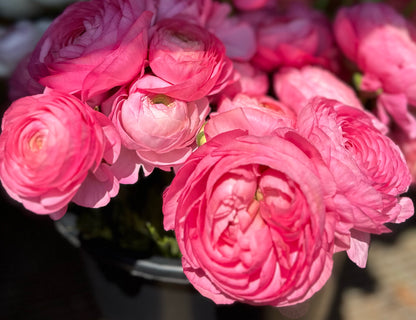 Elegance Dolce Vita Ranunculus