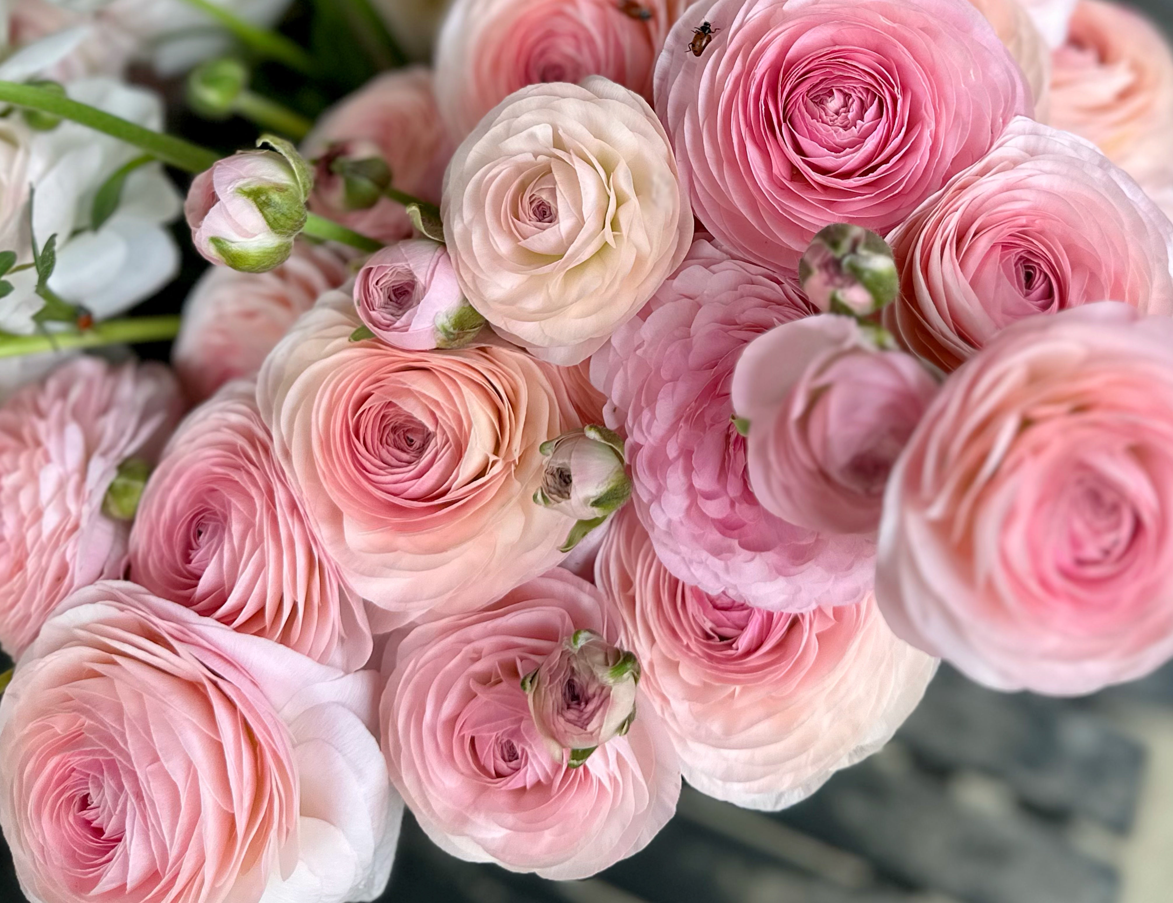Romance Seine Ranunculus