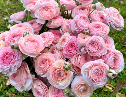 Romance Seine Ranunculus