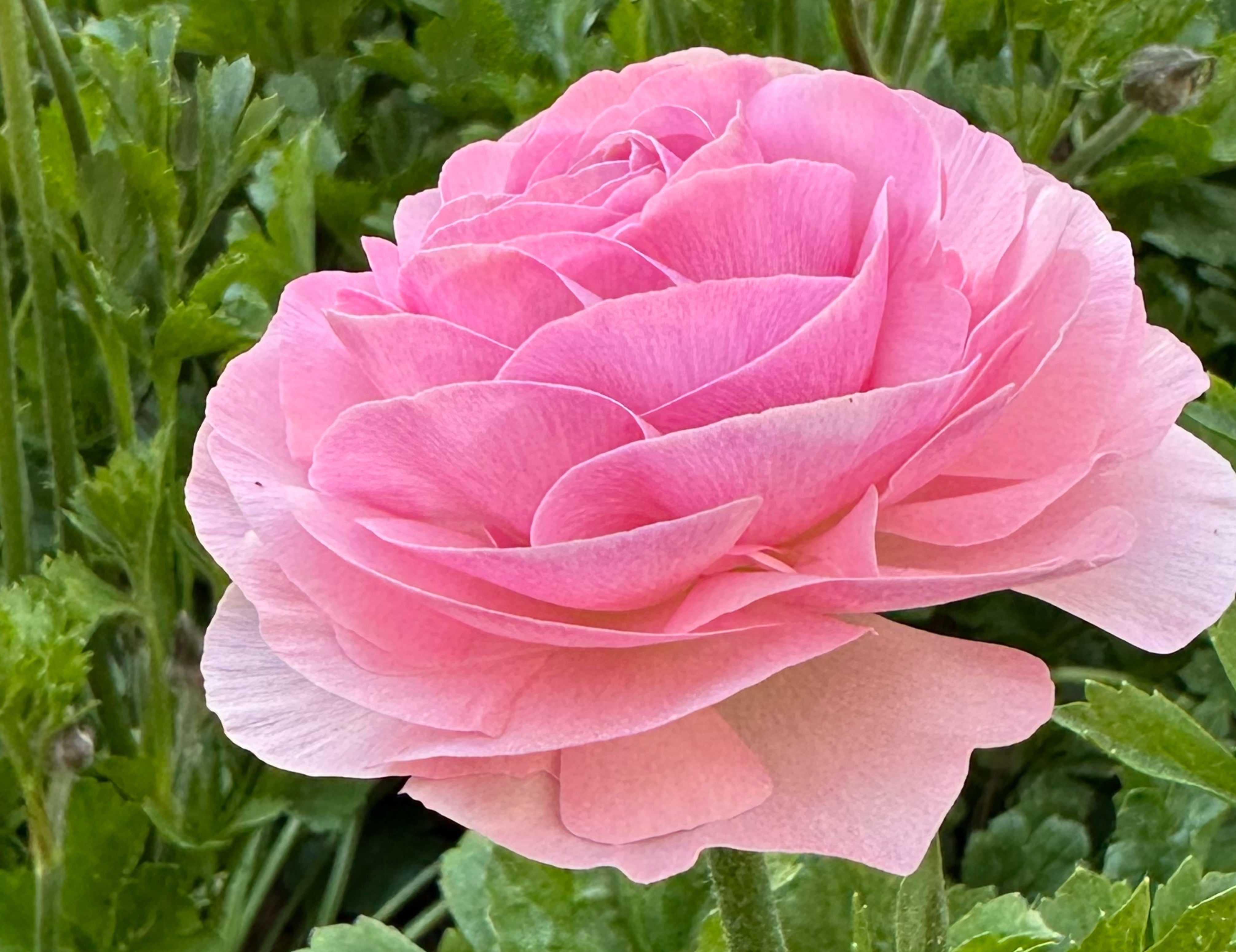 Romance Seine Ranunculus