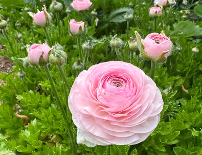 Romance Seine Ranunculus