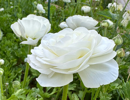 Clone Gigi White Ranunculus