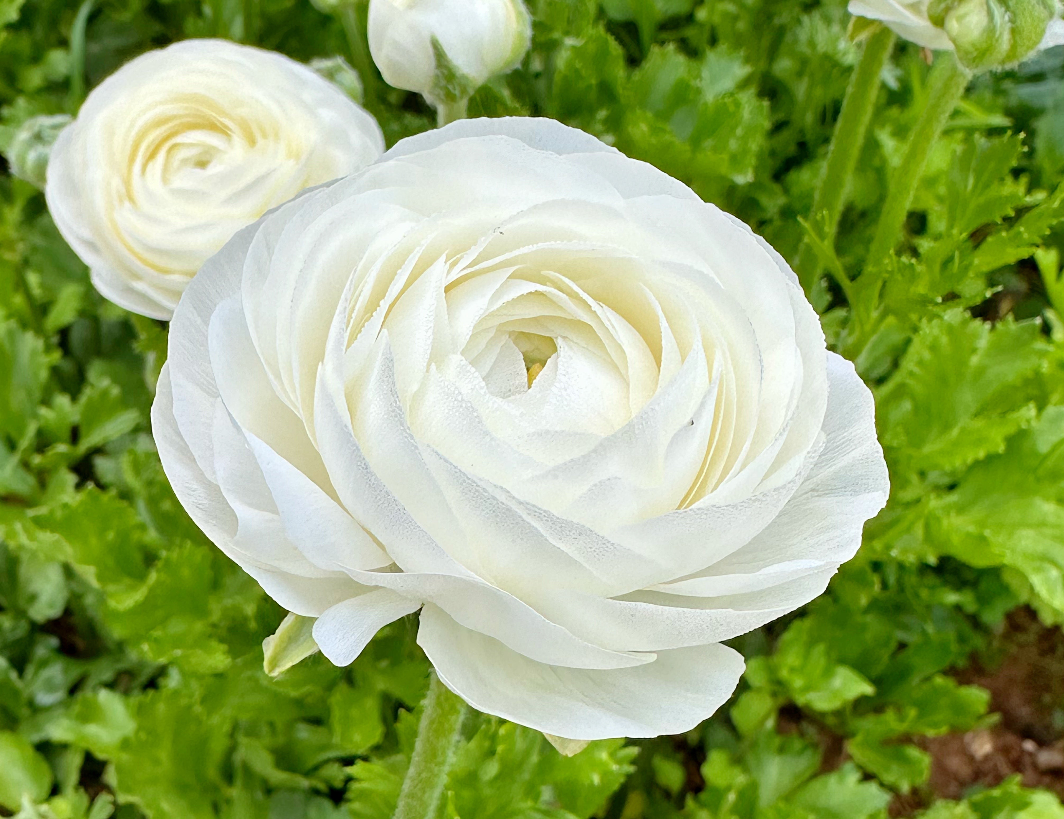 Clone Gigi White Ranunculus