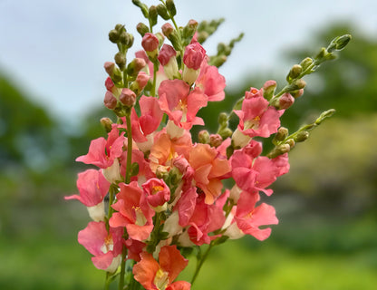 Chantilly Snapdragons
