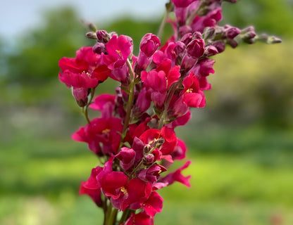 Chantilly Snapdragons