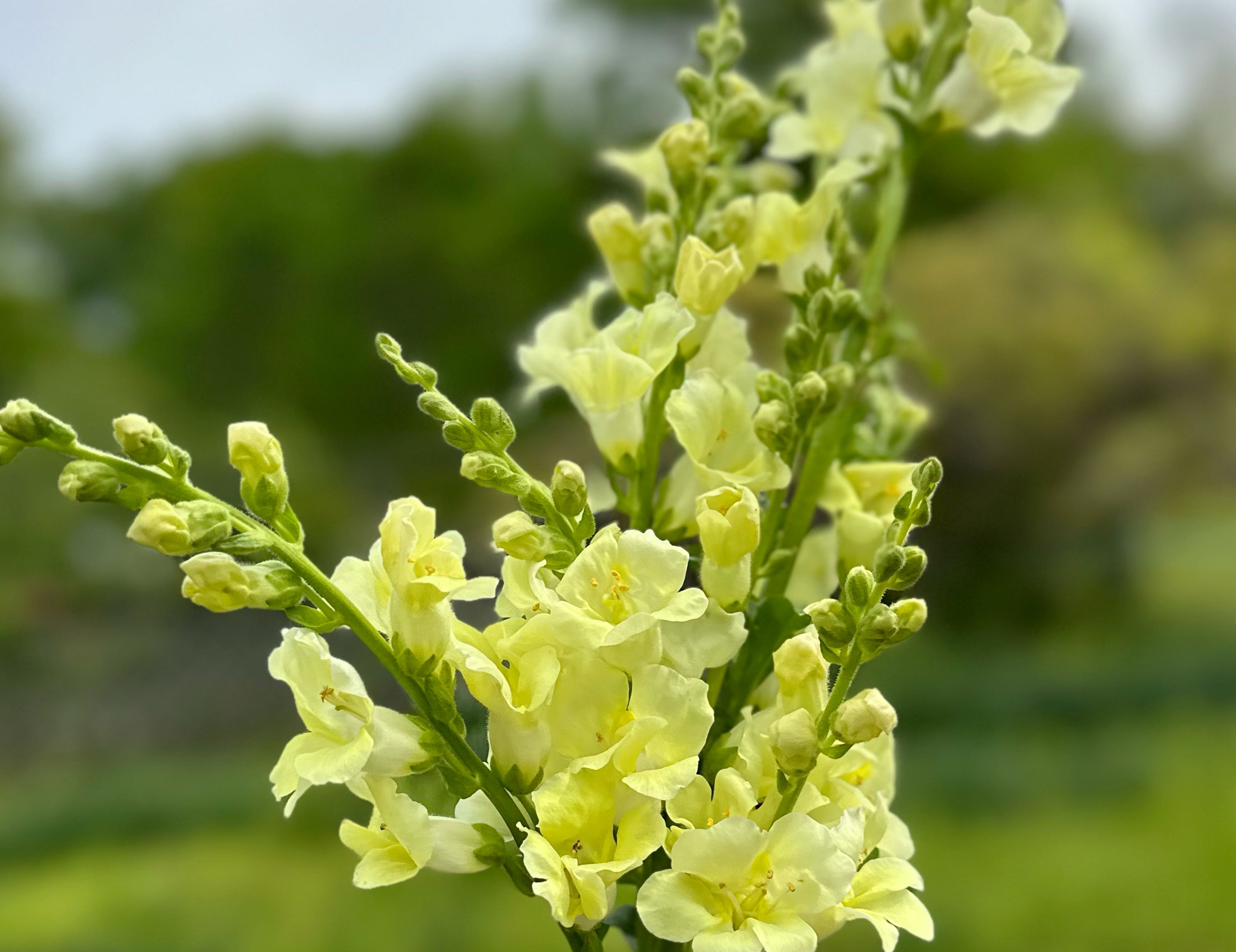 Chantilly Snapdragons