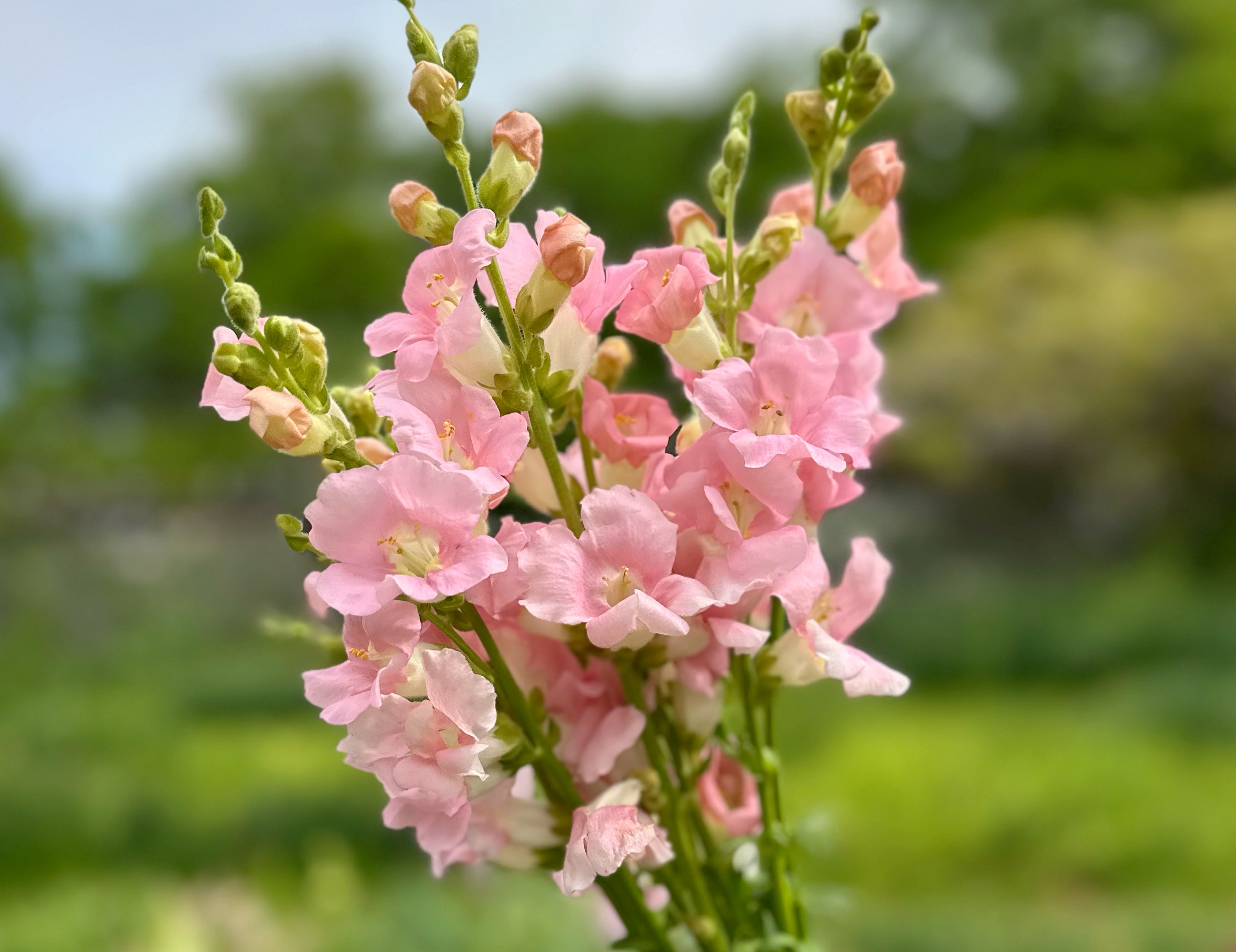 Chantilly Snapdragons