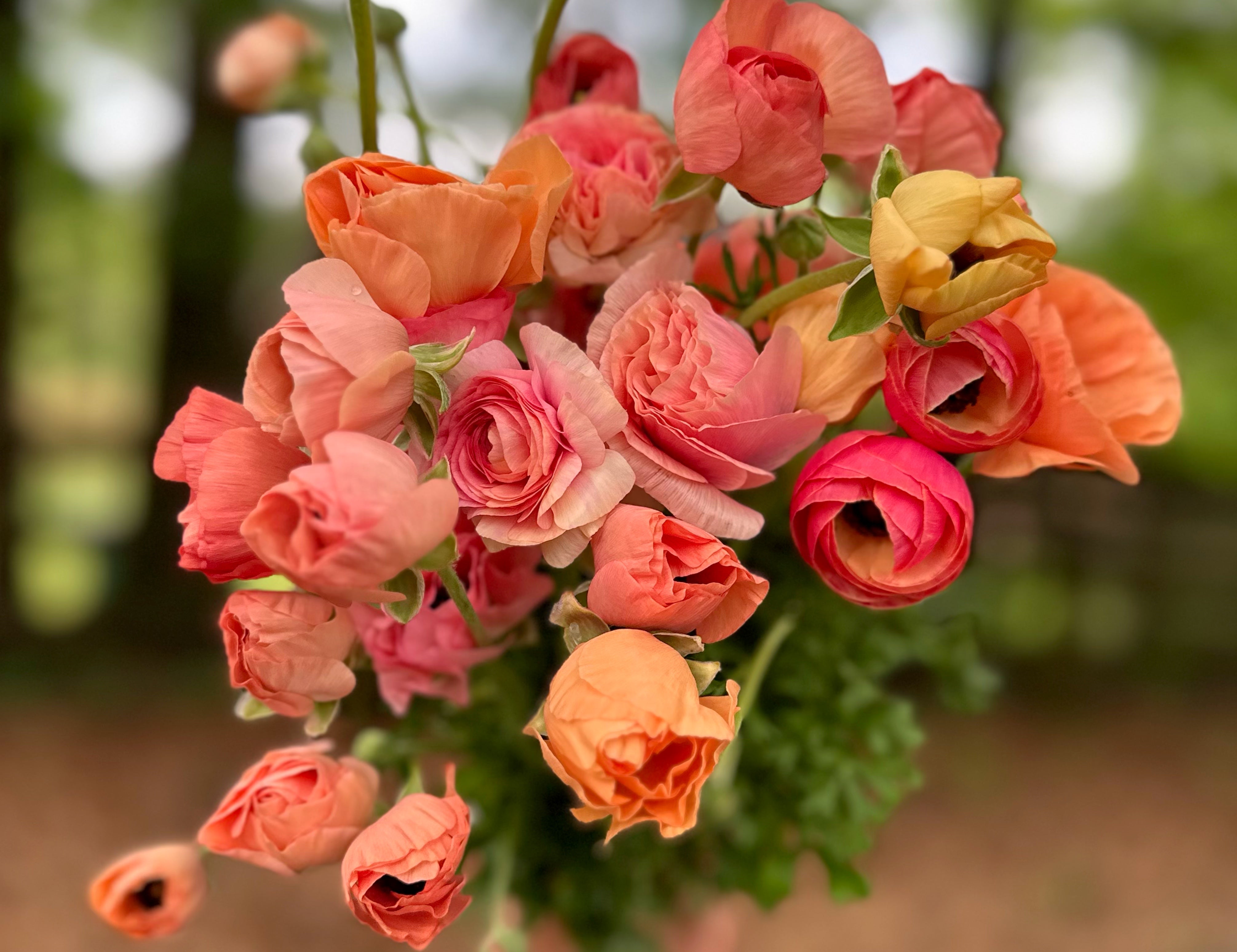 Tecolote Salmon Ranunculus