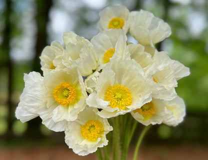 White Hummingbird Poppies