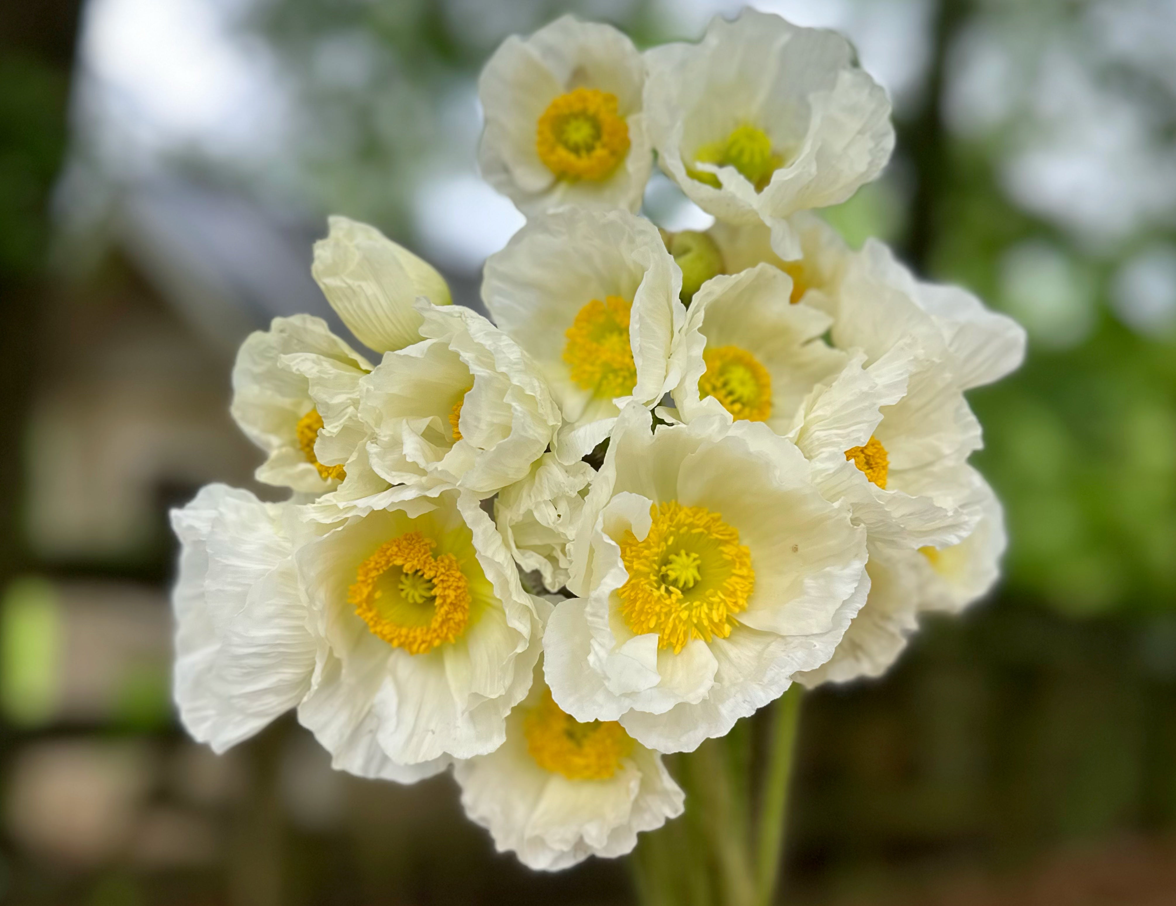 White Hummingbird Poppies