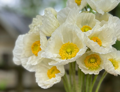 White Hummingbird Poppies