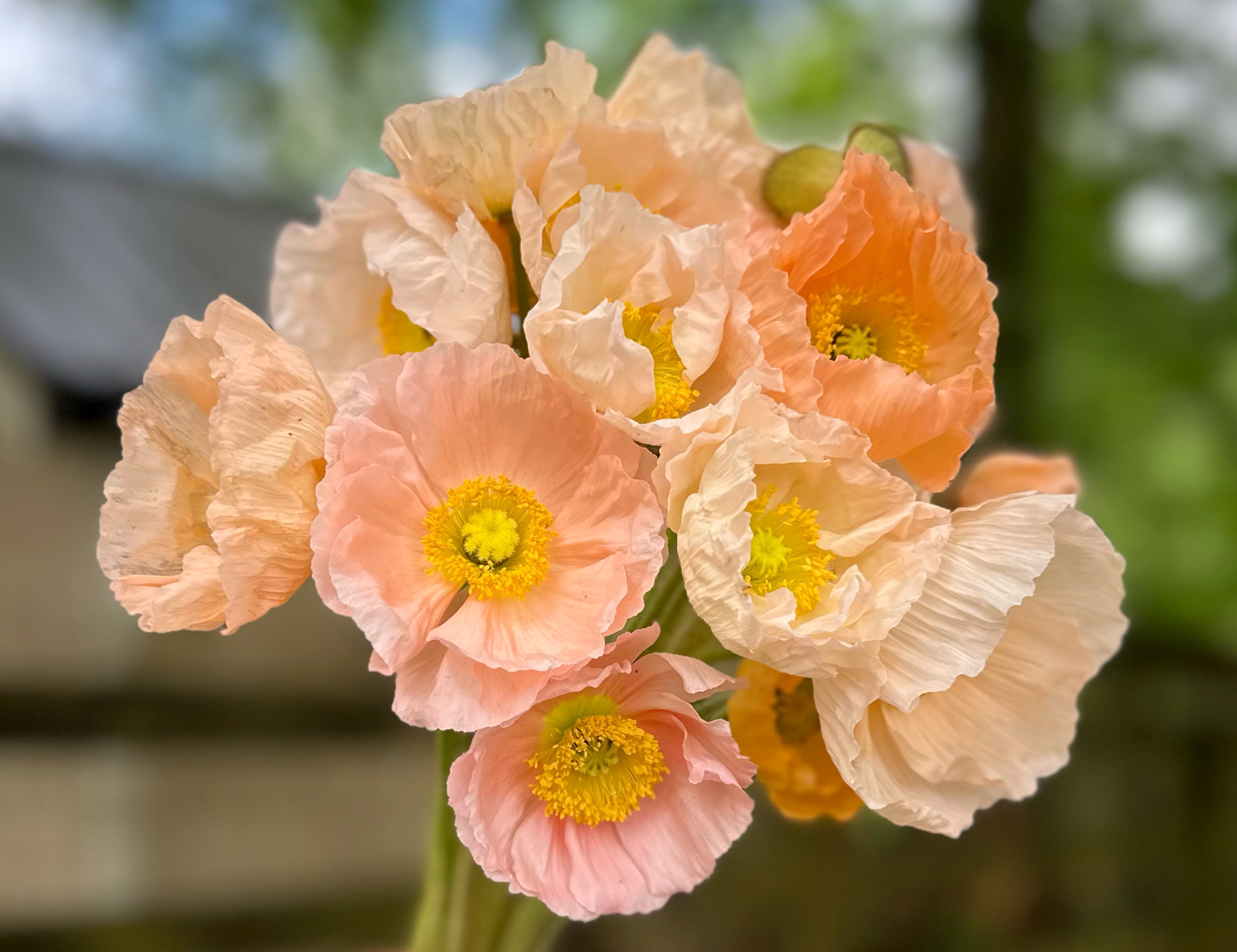 Peach Hummingbird Poppies