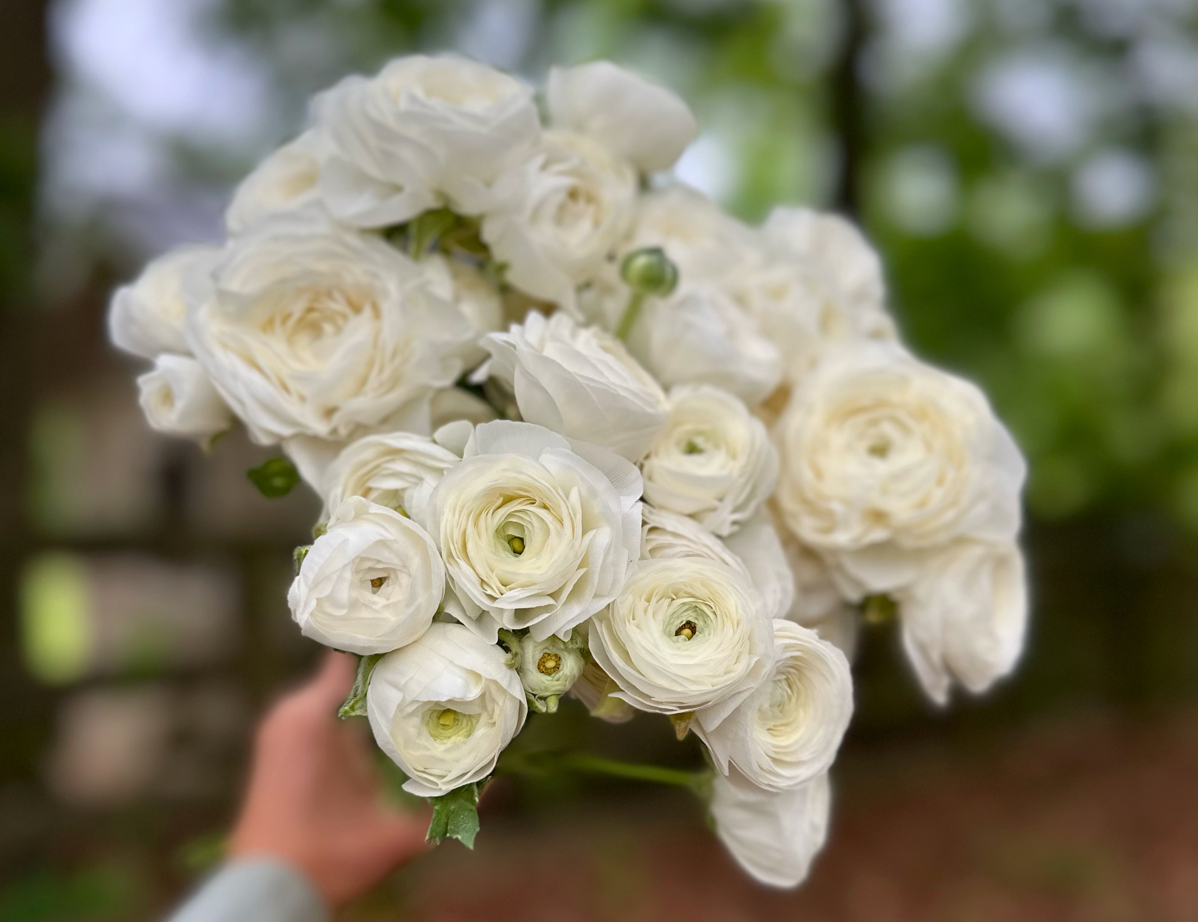 Clone Gigi White Ranunculus