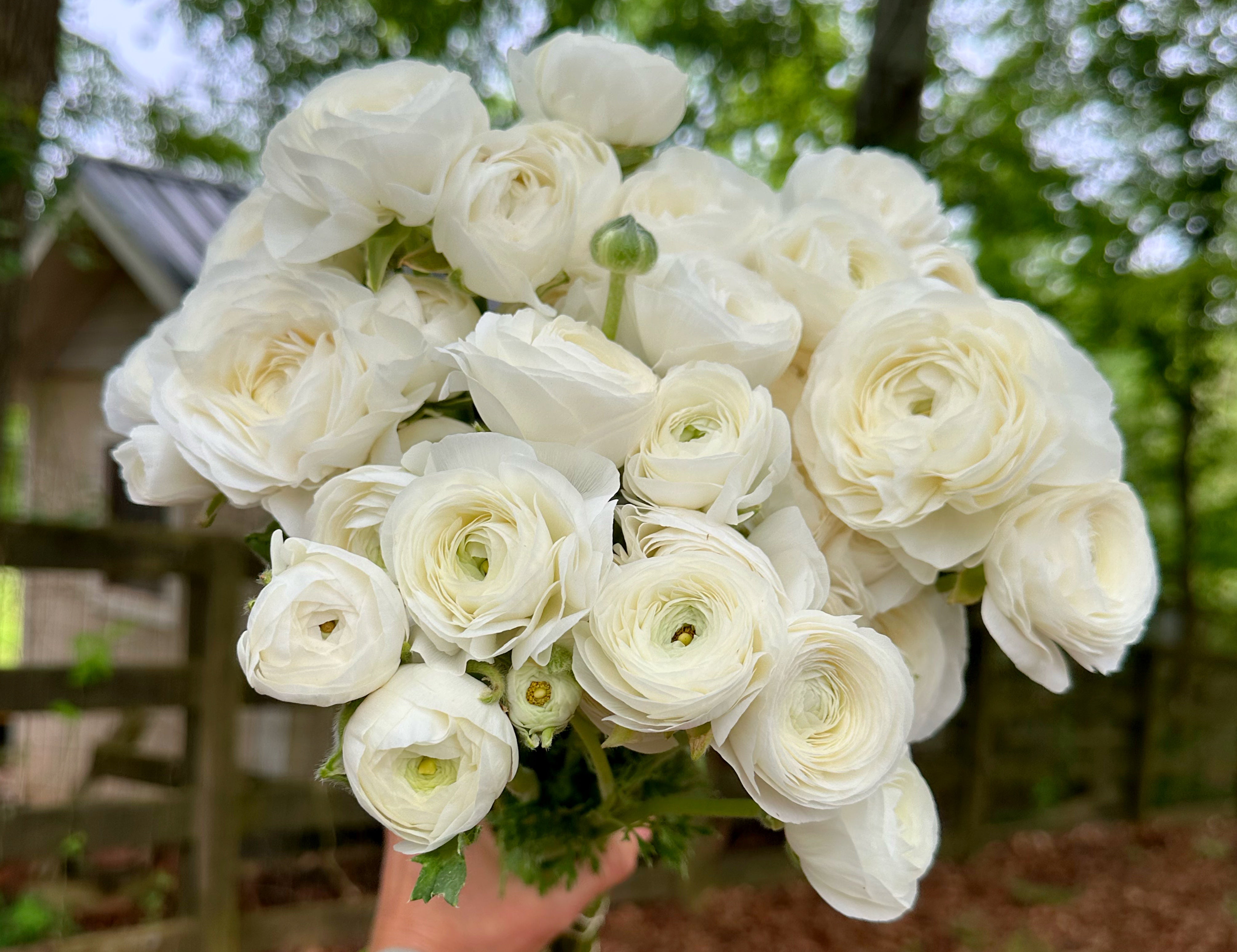 Clone Gigi White Ranunculus