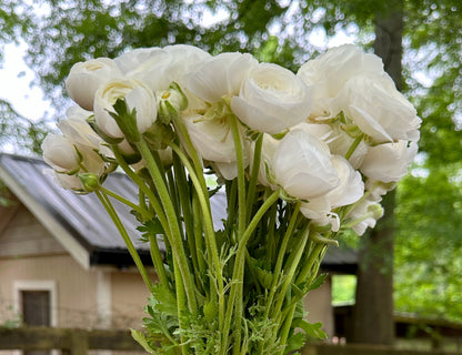 Clone Gigi White Ranunculus
