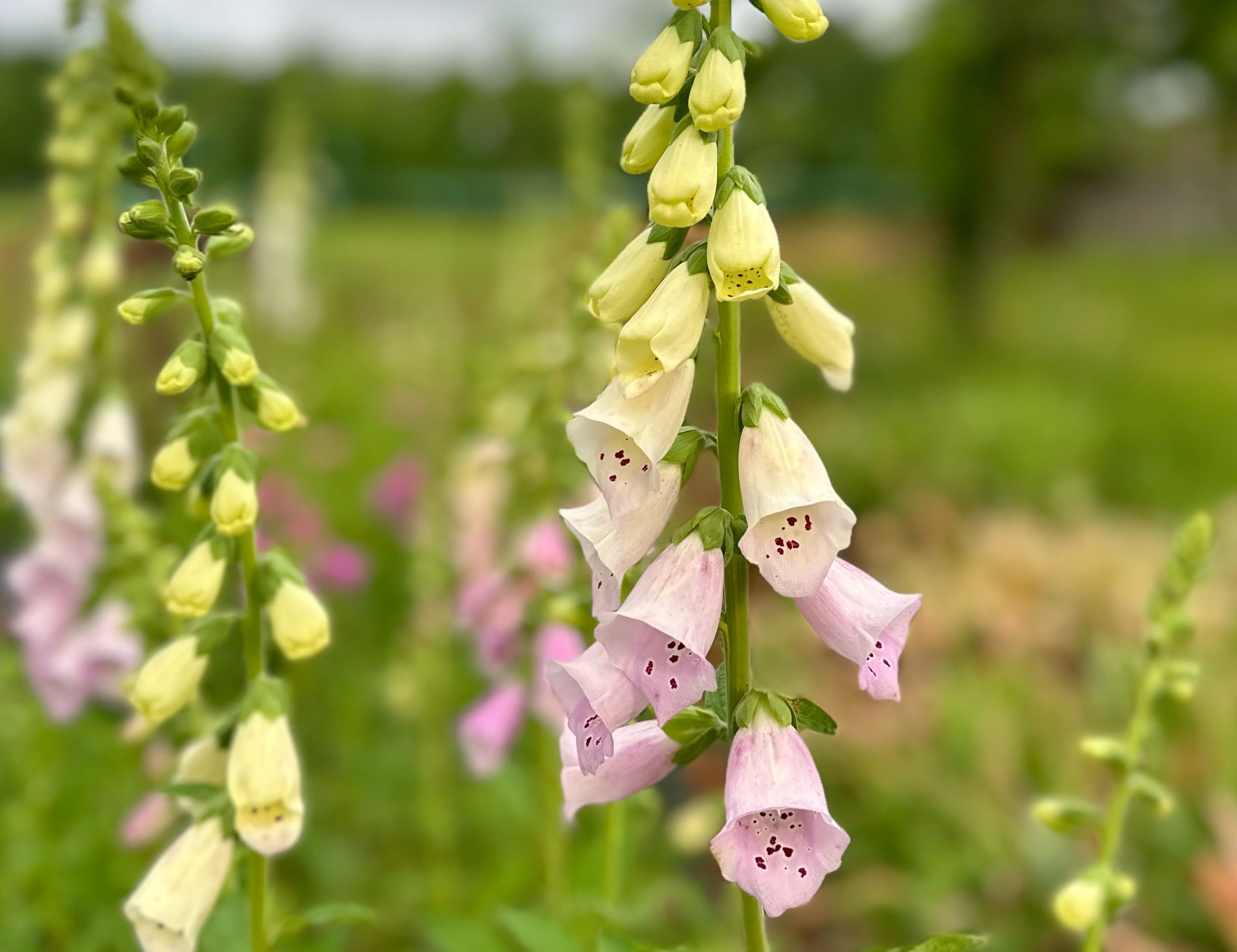 Lavender Camelot Foxglove