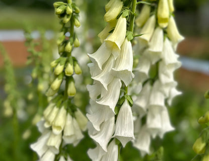 White Foxglove