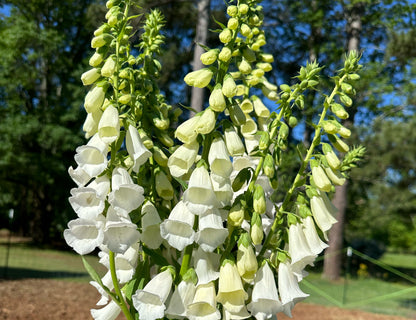 White Foxglove
