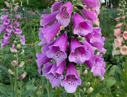 Dalmation Rose Foxglove