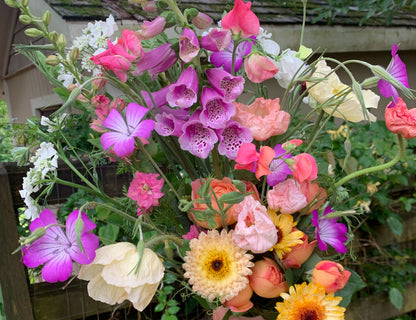 Dalmation Rose Foxglove