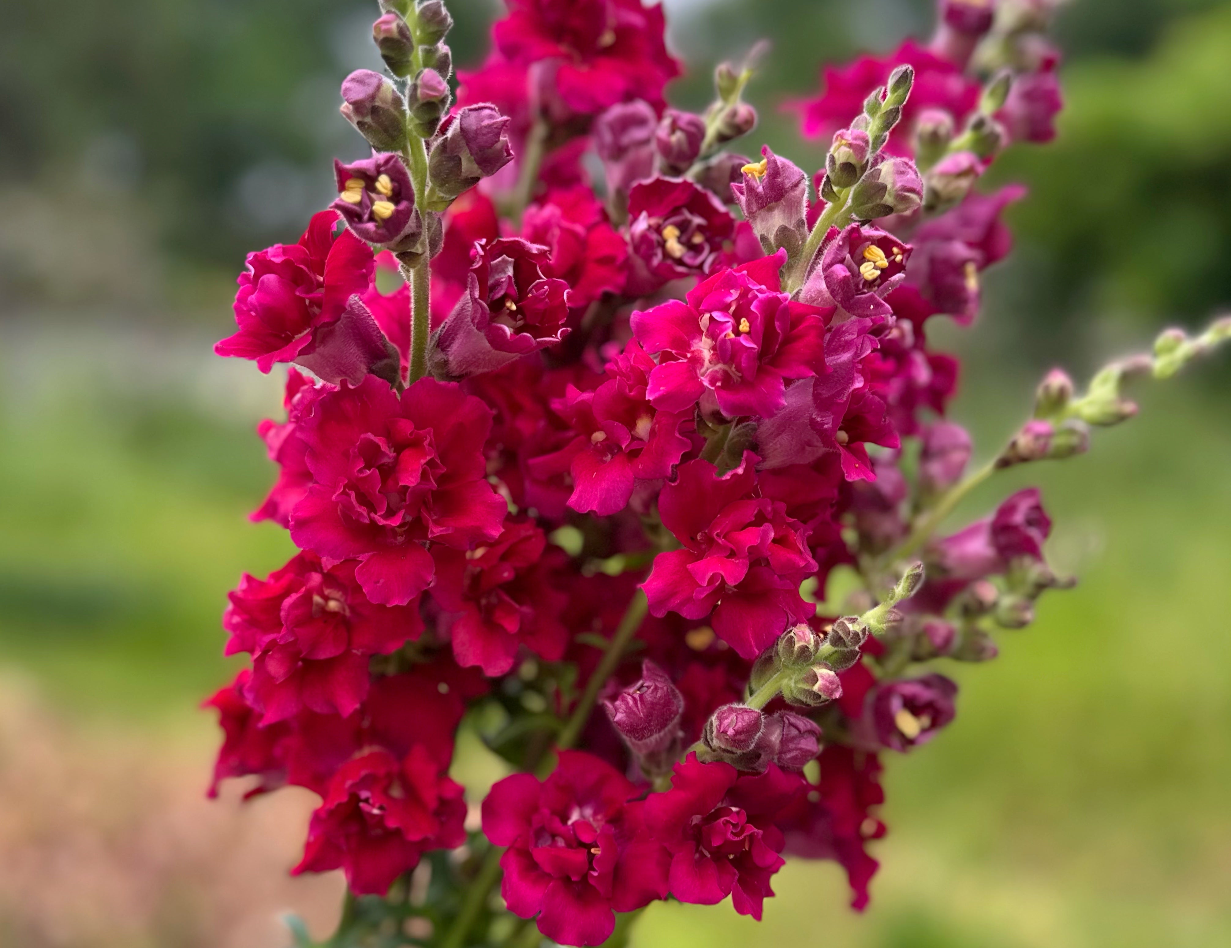 Madame Butterfly Snapdragons