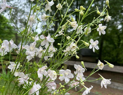 Butterfly Delphinium