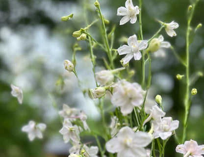 Butterfly Delphinium