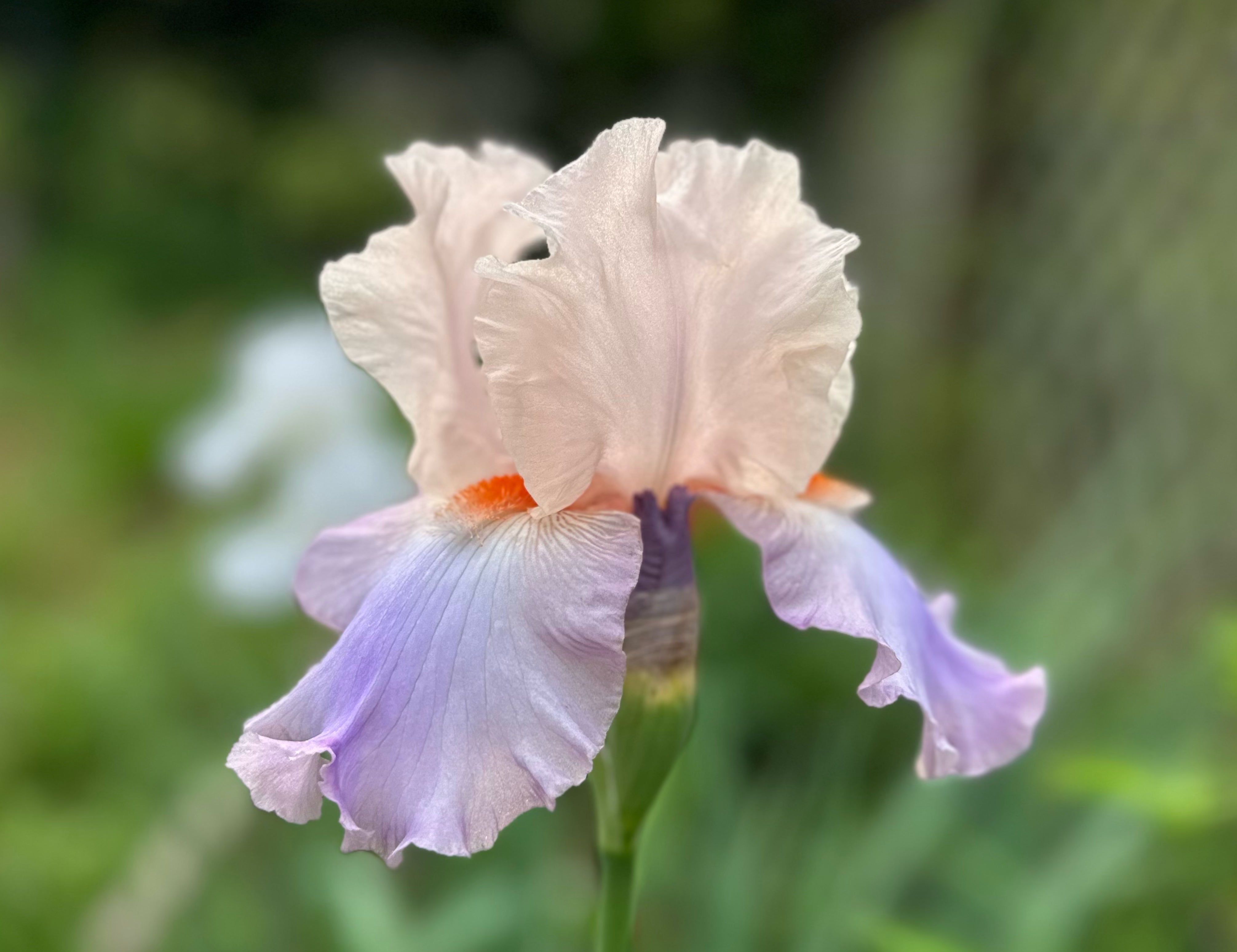 Celebration Song Bearded Iris