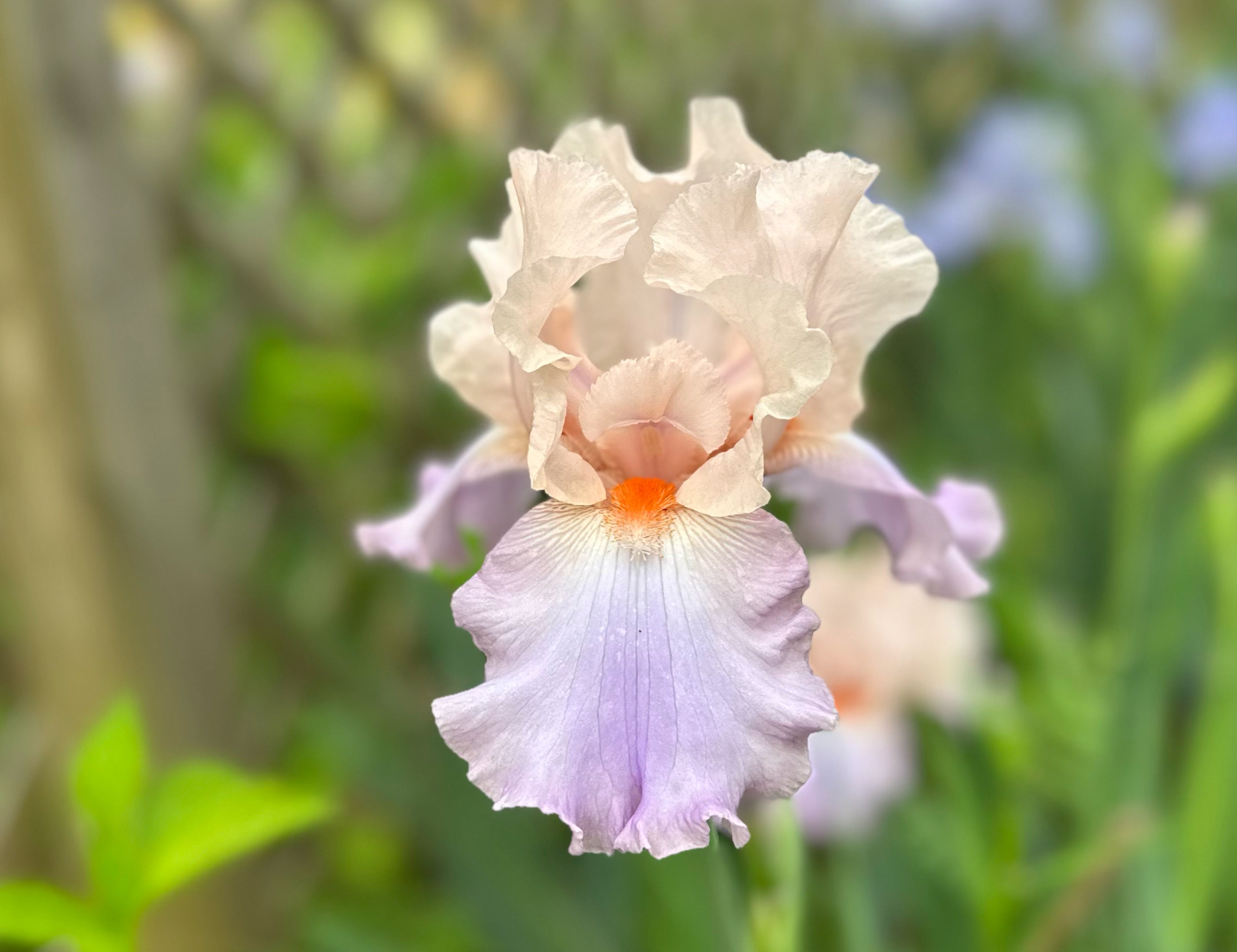 Celebration Song Bearded Iris