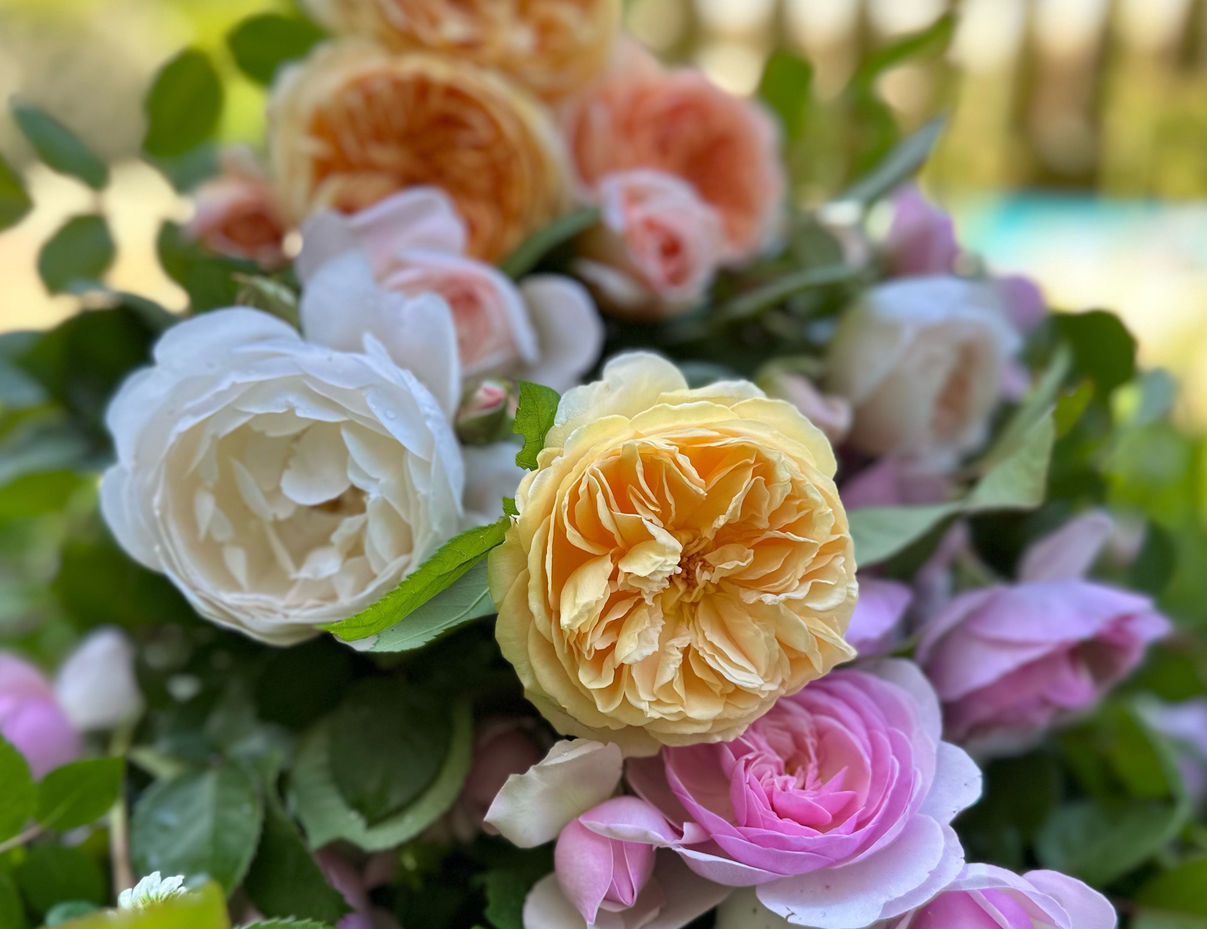 David Austin Roses Mix