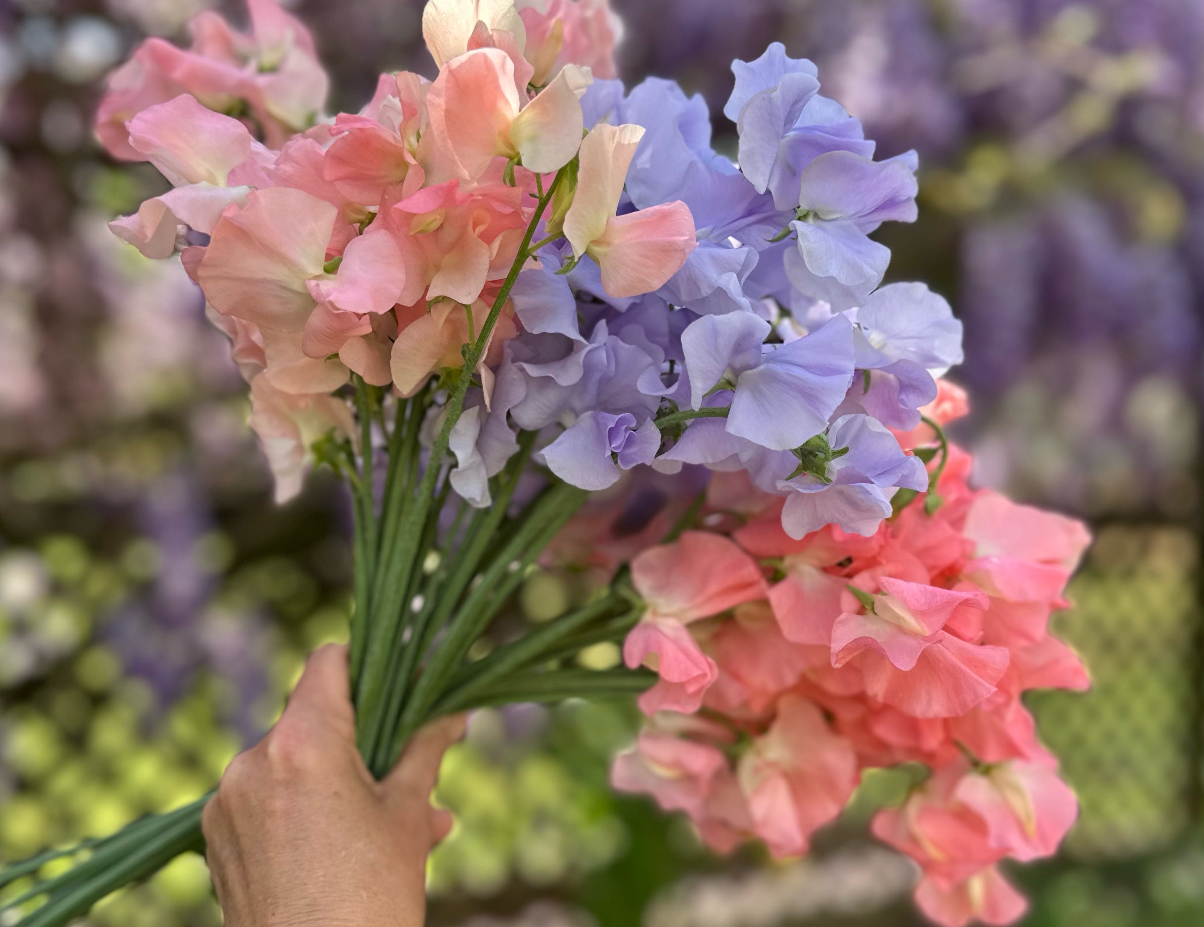 Sunshine Sweet Peas Mix