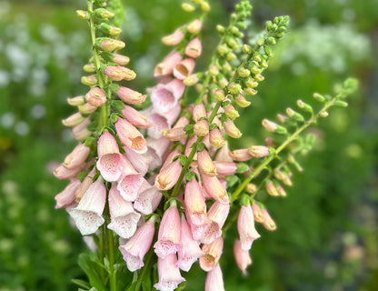 Apricot Beauty Foxglove