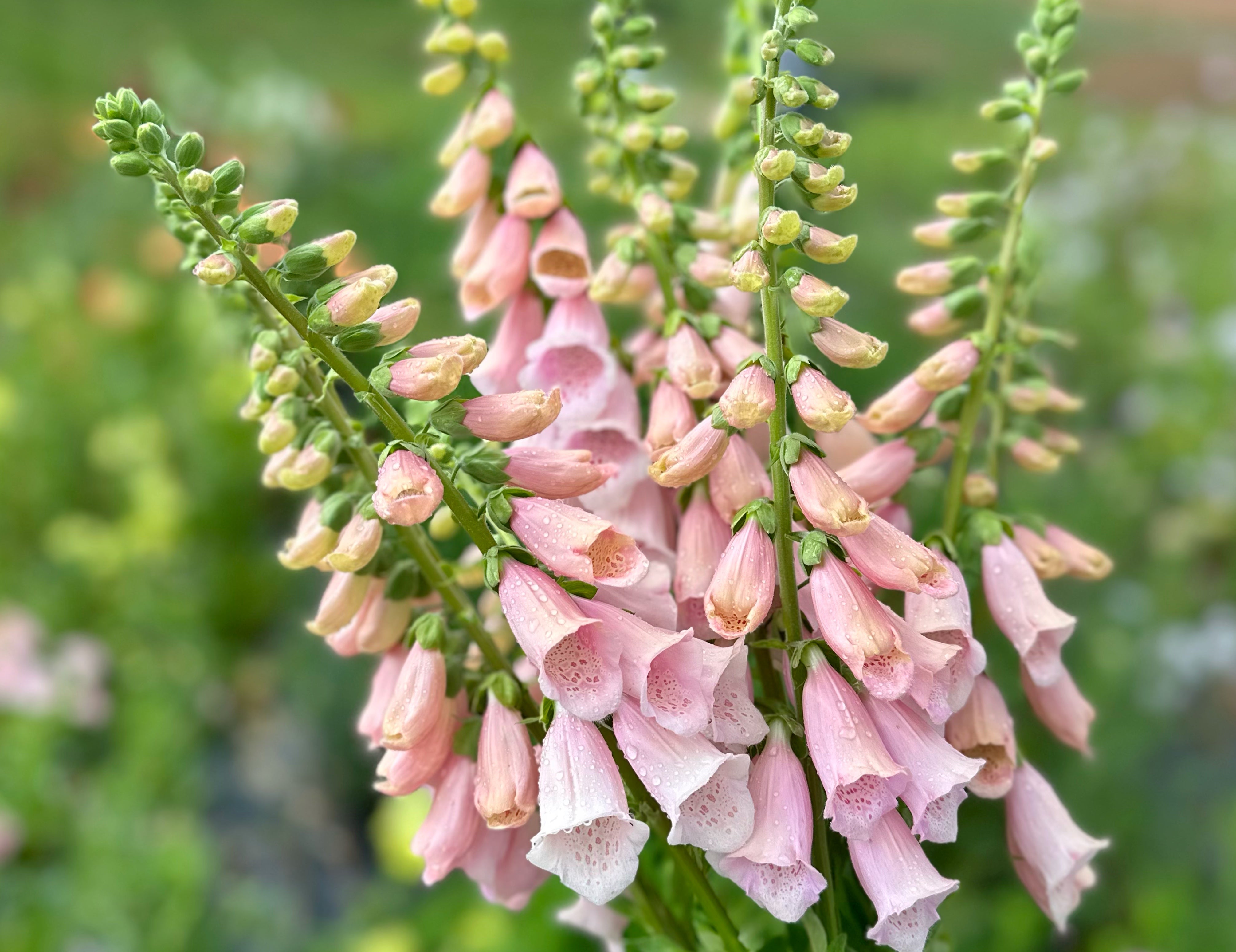Apricot Beauty Foxglove