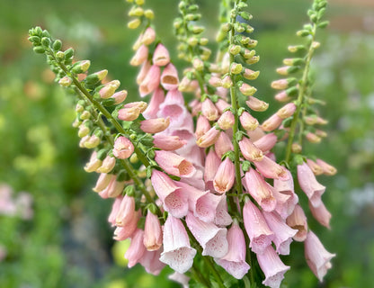 Apricot Beauty Foxglove