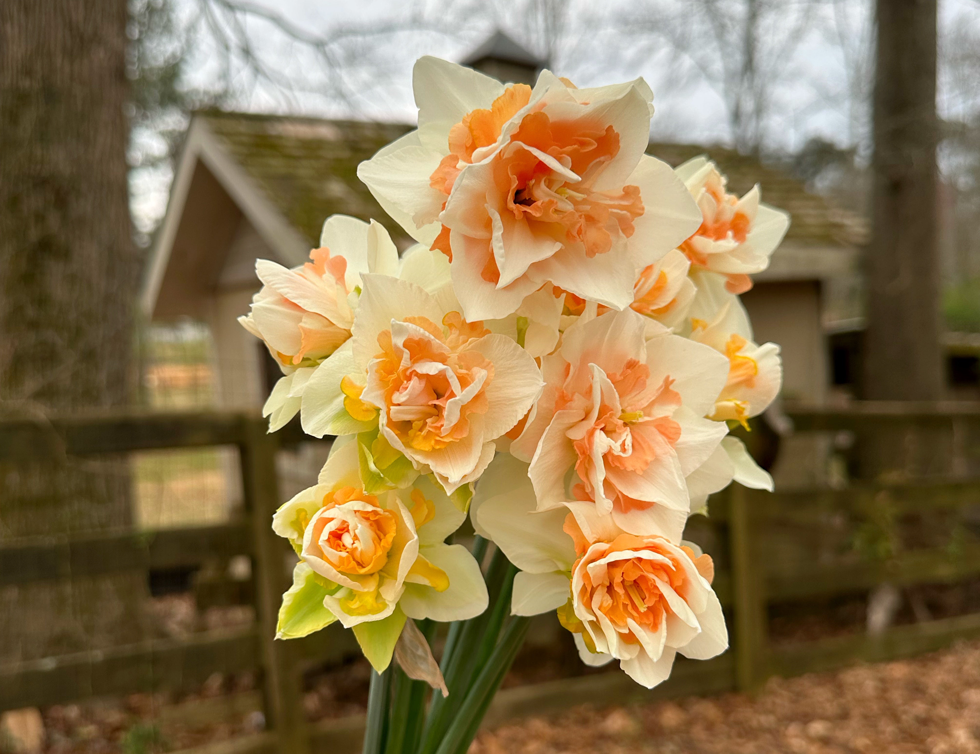 Delnashaugh Narcissus