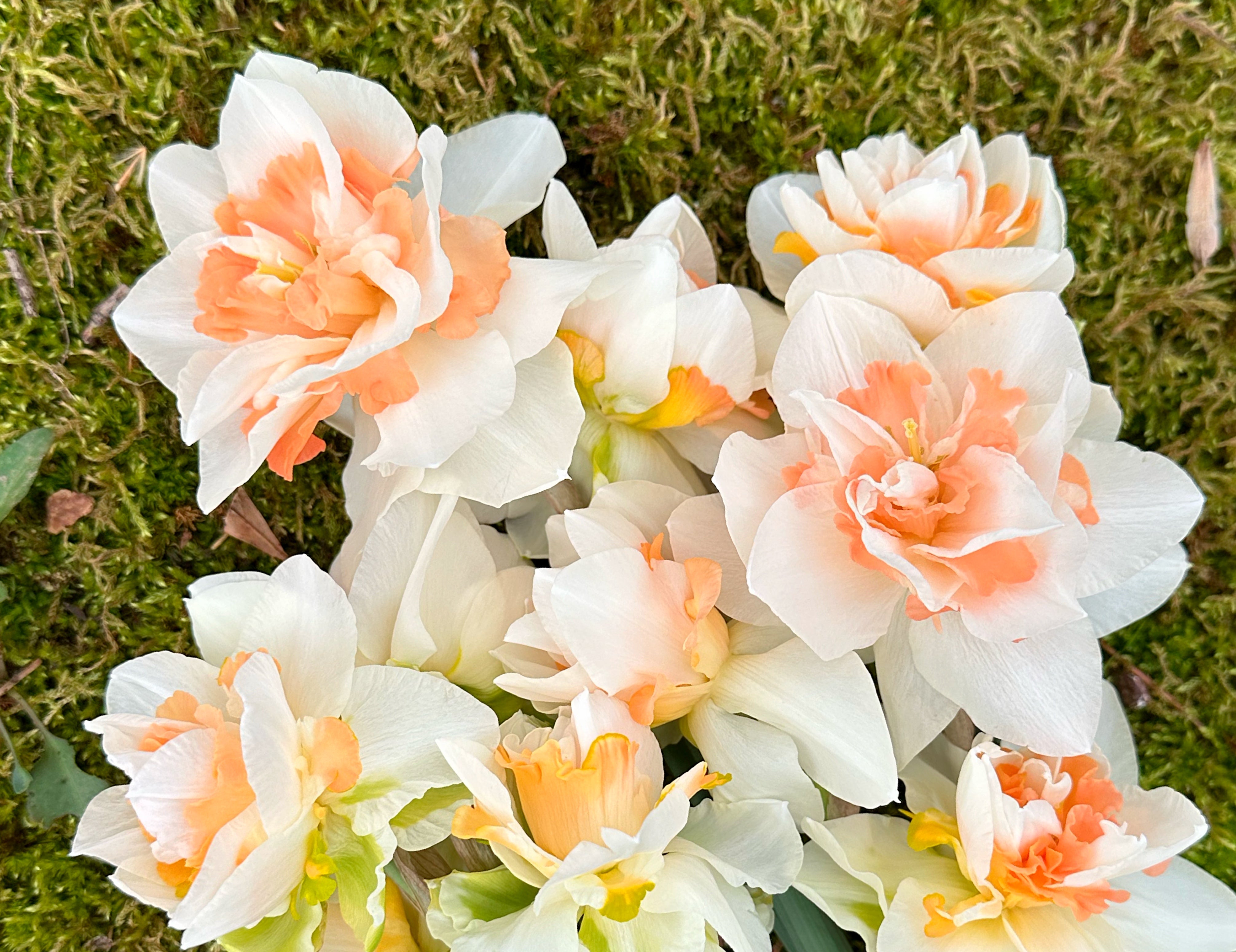 Delnashaugh Narcissus