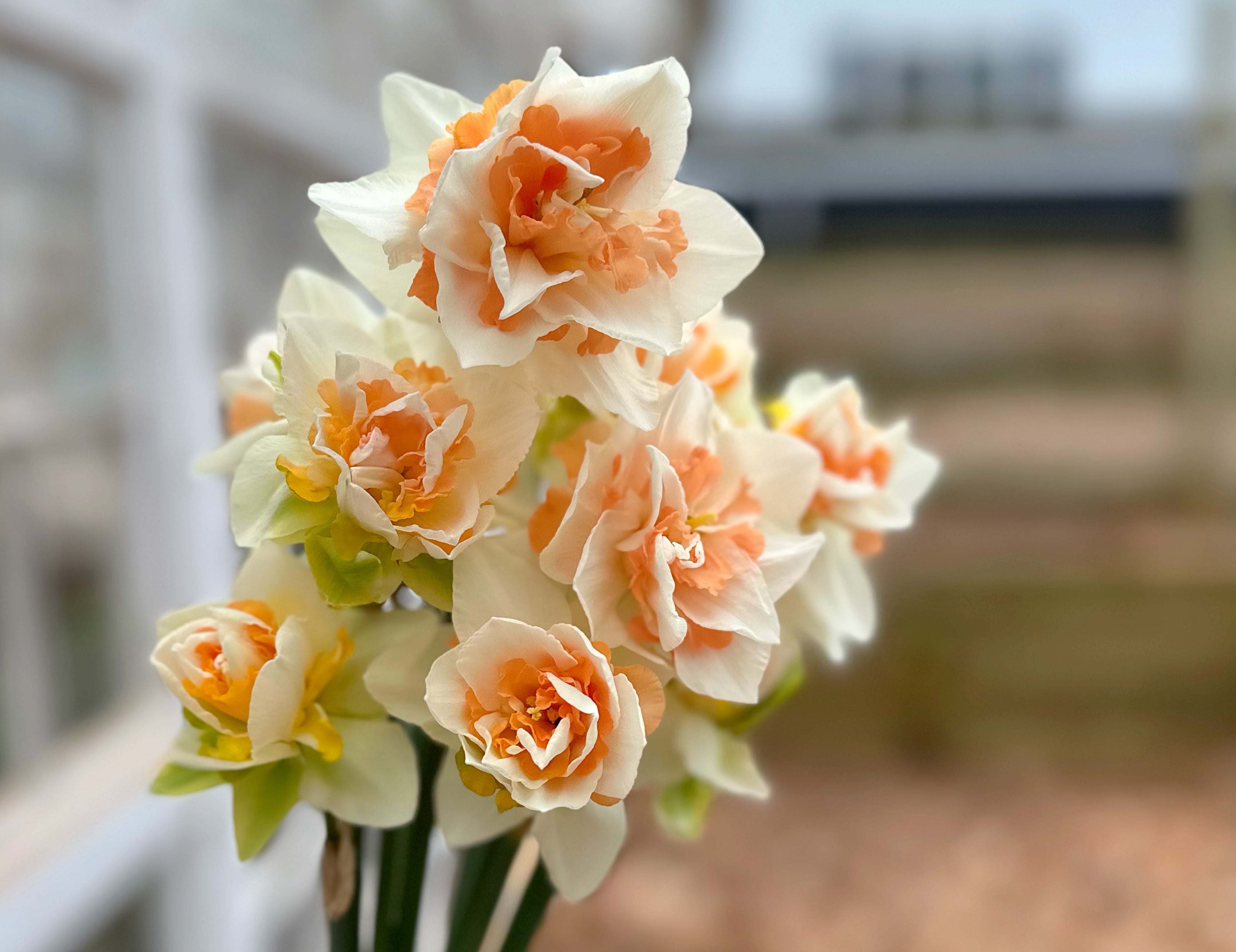 Delnashaugh Narcissus