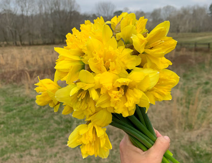 Sailorman Narcissus